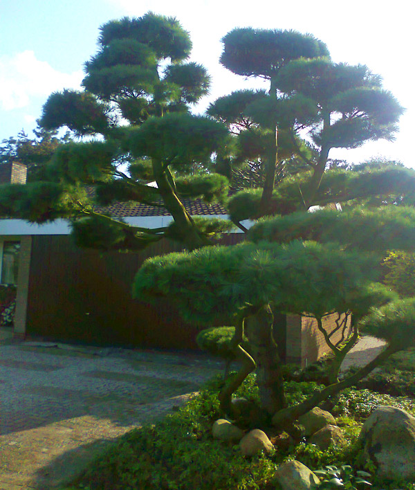 Gala Bau Tas in Bad Zwischenahn Gala Bau Tas in Bad Zwischenahn